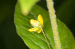 Whorled yellow loosestrife